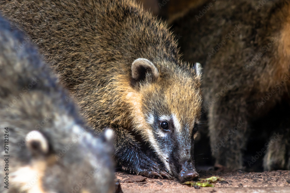 South American Coati, Nasua nasua on park in Brazil South American Coati, Nasua nasua on park in Brazil