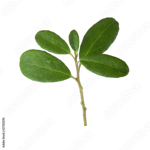 branch with green leaves of cowberry isolated on white