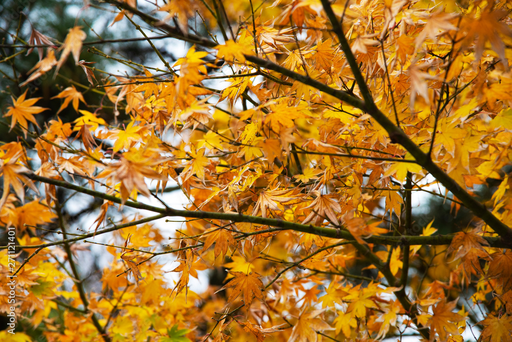 scene of yellow maple leaf on autumn scene of yellow maple leaf on autumn