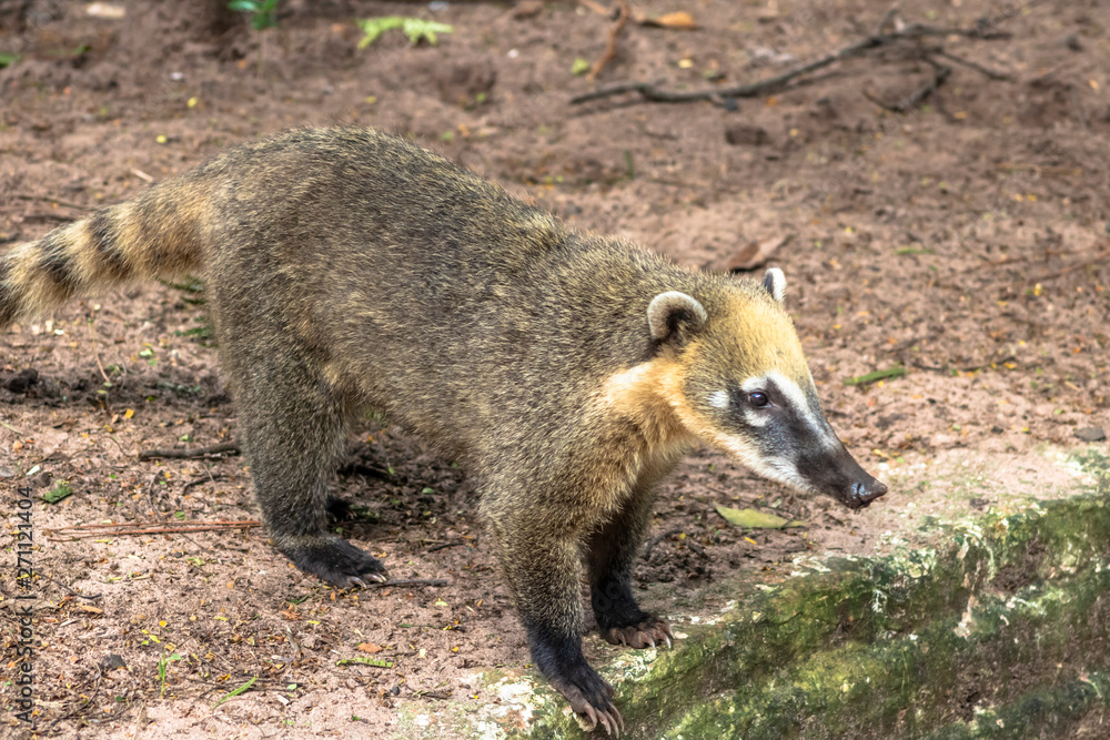 South American Coati, Nasua nasua on park in Brazil South American Coati, Nasua nasua on park in Brazil