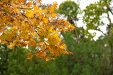 scene of yellow maple leaf on autumn