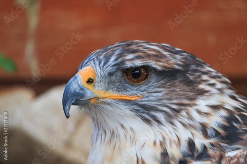 The Ferruginous hawk close up head shot