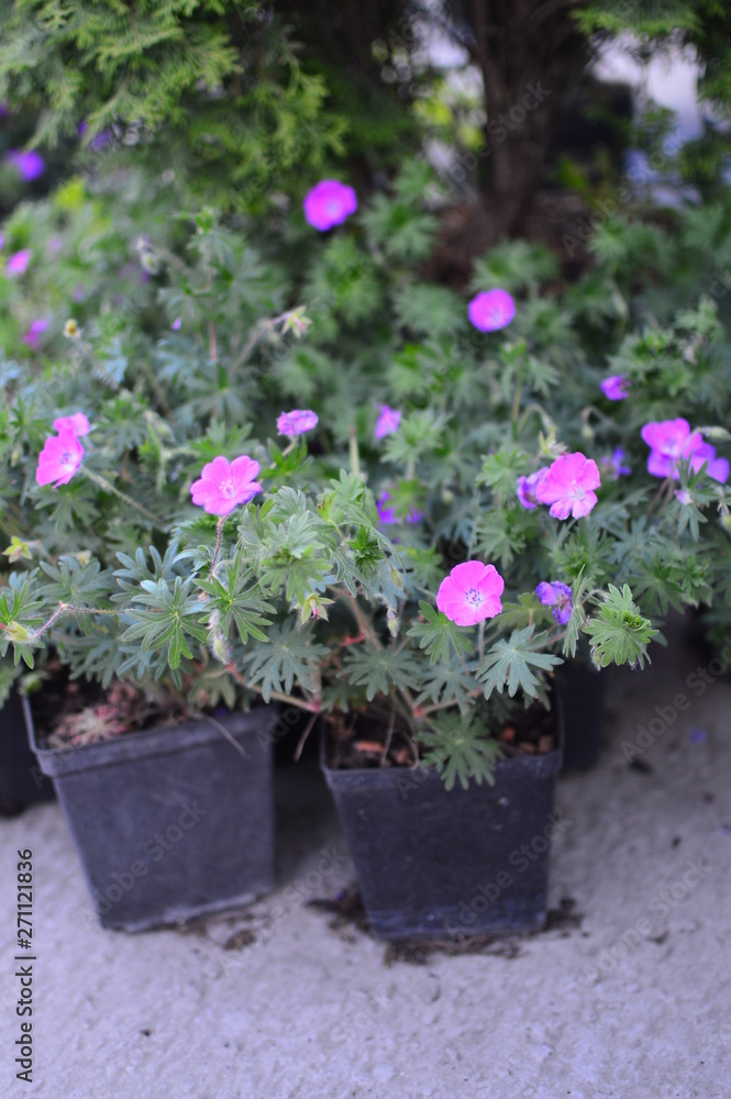flowers in pots flowers in pots