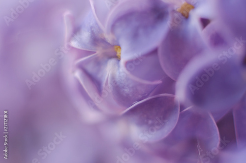 Spring branch of blossoming lilac. Selective soft focus.