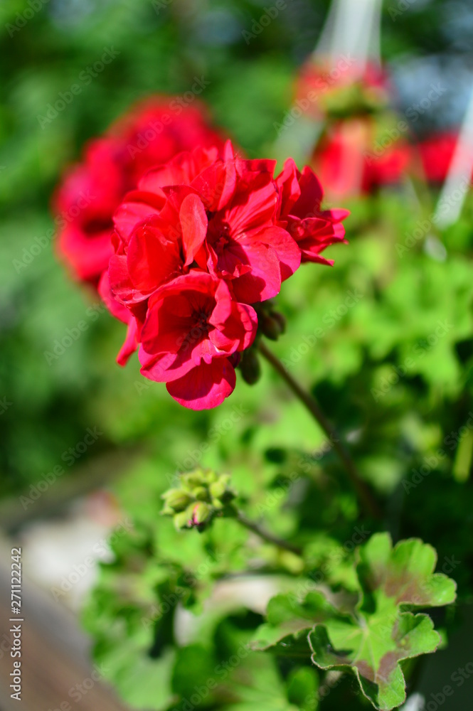red flower in the garden red flower in the garden