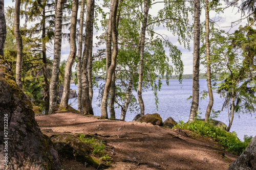 Group of birches and pines on the rocky shore of the bay, beautiful view in summer
