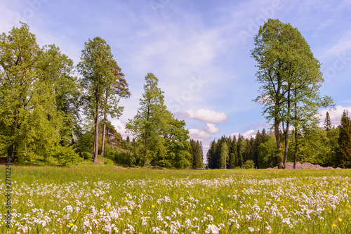 Beautiful flowering meadow surrounded by pinery and deciduous forest against the blue sky