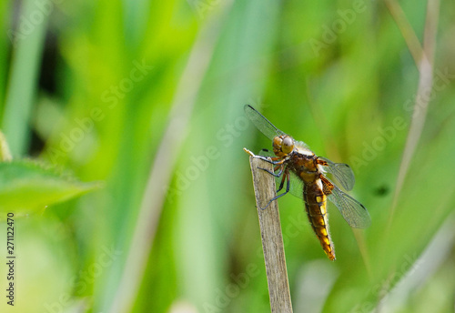 Makro Vierfleck-Libelle