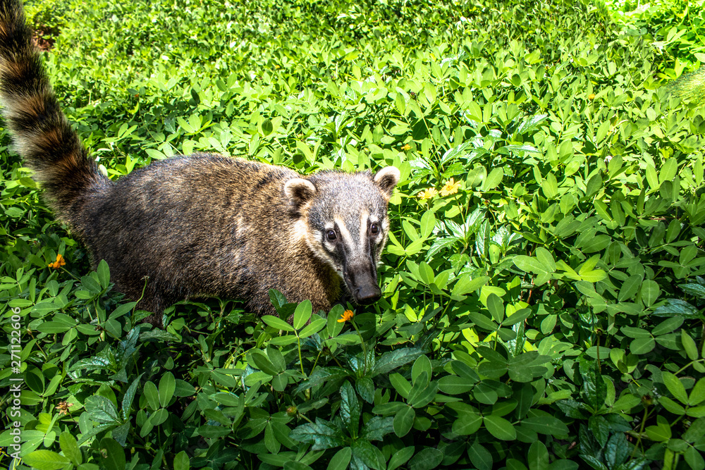 South American Coati, Nasua nasua on park in Brazil South American Coati, Nasua nasua on park in Brazil
