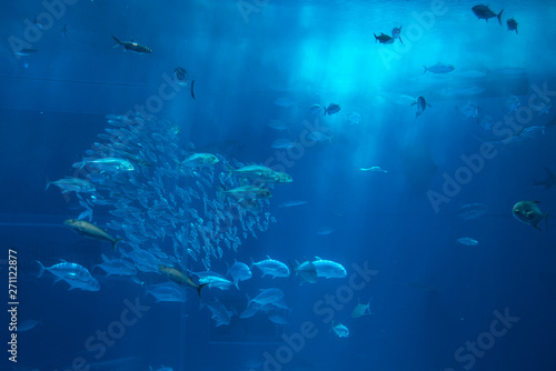 Deep sea fish in aquarium © poonotsuke