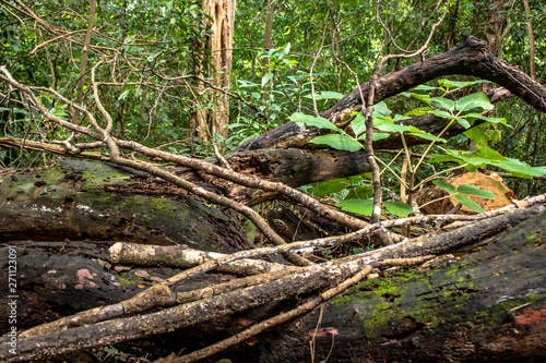 Detail of Atlantic rainforest in Brazil