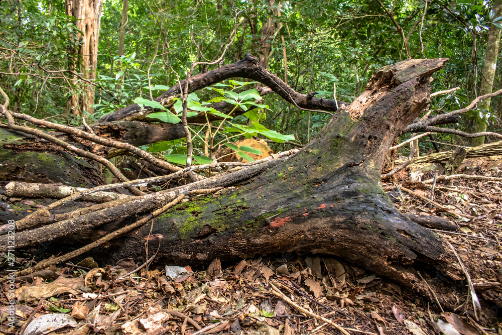 Detail of Atlantic rainforest in Brazil