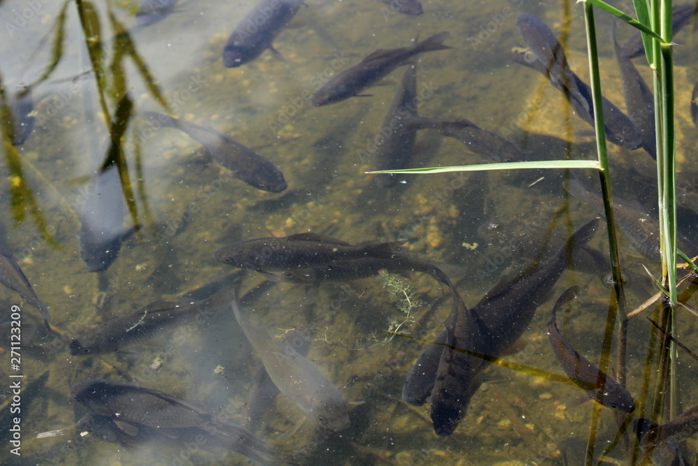 Fish in the pond Fish in the pond