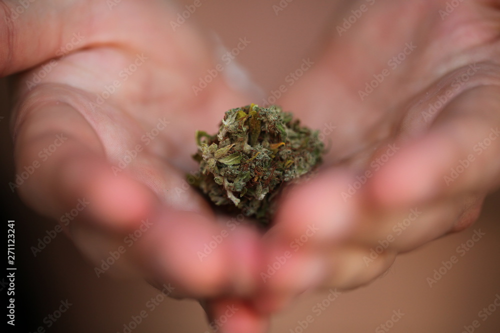 dry medical cannabis bud in hand dry medical cannabis bud in hand