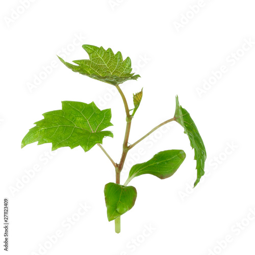 Canvas Print fresh green leaves of grape isolated on white background