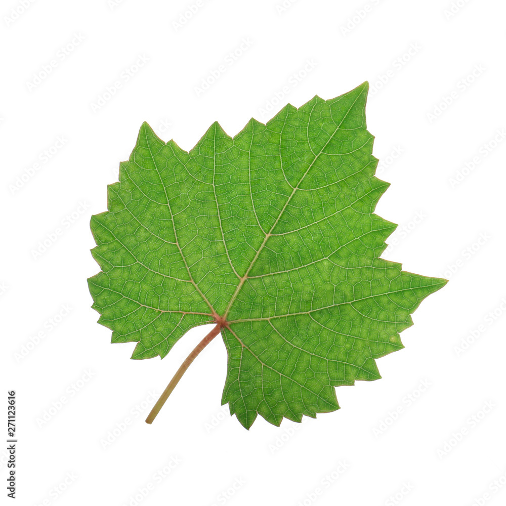 fresh green leaf of grape isolated on white background