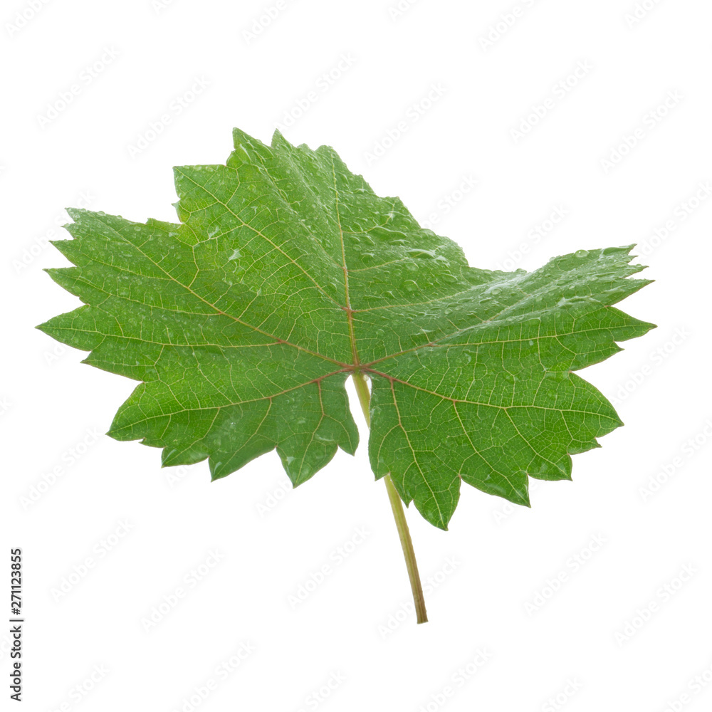 fresh green leaf of grape isolated on white background fresh green leaf of grape isolated on white background