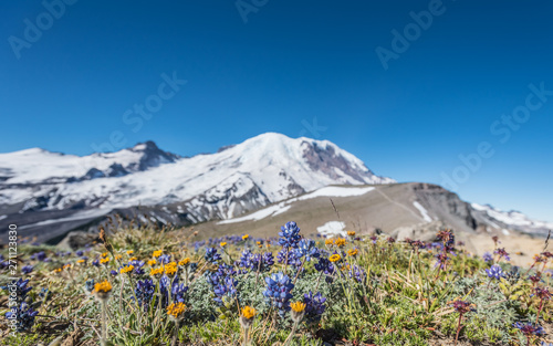 Wildflowers in Dry Field in front of Burroughs Mountain