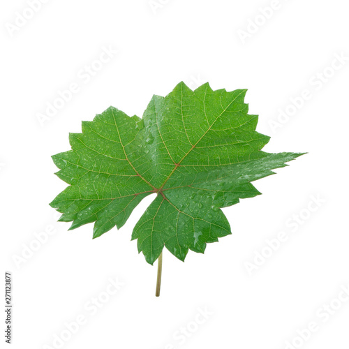 fresh green leaf of grape isolated on white background