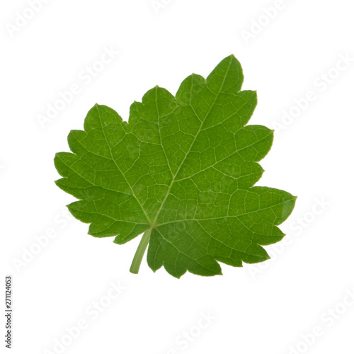 fresh green leaf of grape isolated on white background