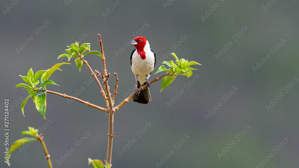 Bird resting on branch. Chapada Diamantina, Bahia, Brazil. Bird resting on branch. Chapada Diamantina, Bahia, Brazil.