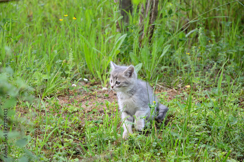 Gray kitten runs across the lawn.