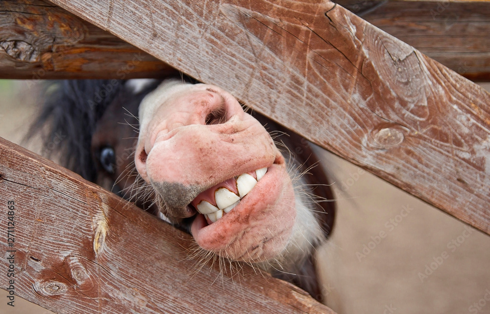 Fotografie, Obraz pony mouth with teeth. a pony looks out from behind a fence