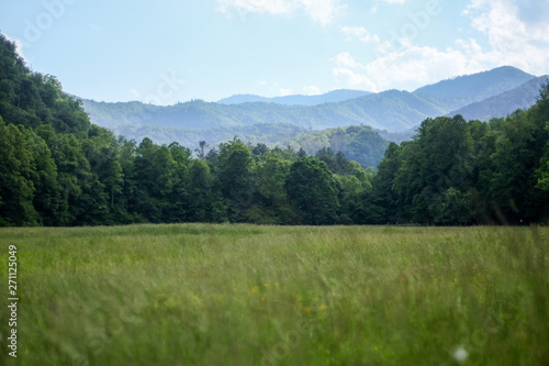 Cataloochee Meadow