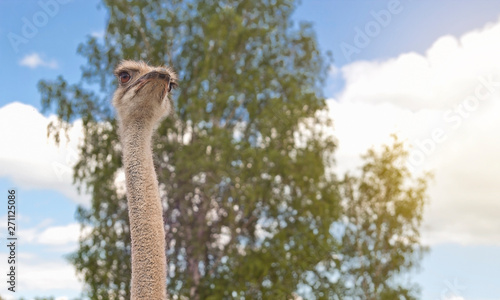 african ostrich on an ostrich farm	