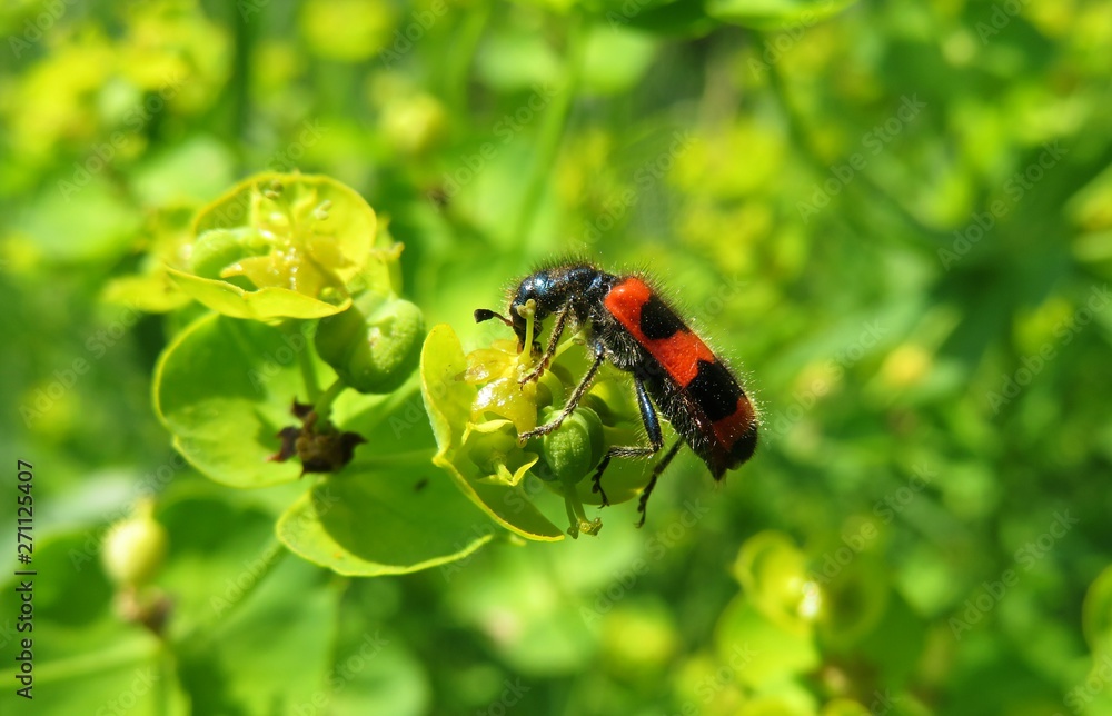 Trichodes apiarius beetle on spurge flowers in the meadow in spring, closeup