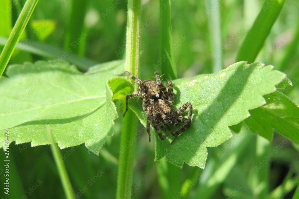 Tarantula spider on green plant in the garden, closeup Tarantula spider on green plant in the garden, closeup