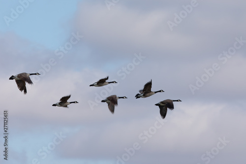 Canada geese flying in very tight formation against cloudy sky, seen in the wild near the San Francisco Bay © ranchorunner