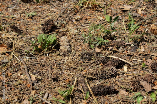 Wallpaper Mural Pine tree cones on the bark Torontodigital.ca