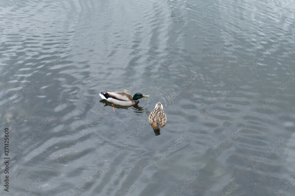 Fototapeta premium two ducks swim in the lake