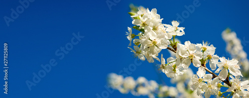 image of a blossoming tree branch close up