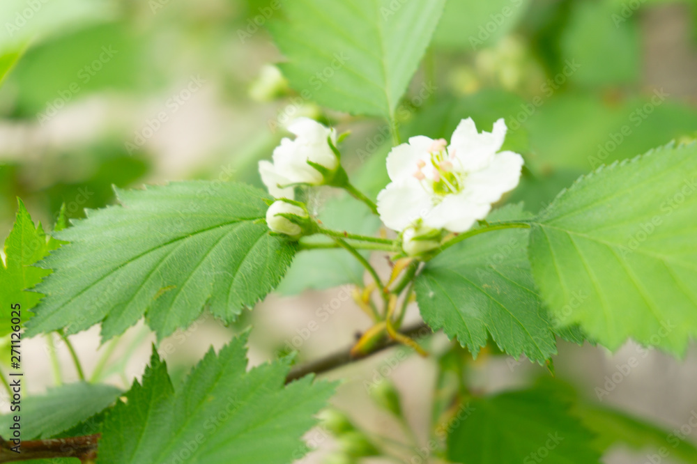 Bush with small white flowers Bush with small white flowers