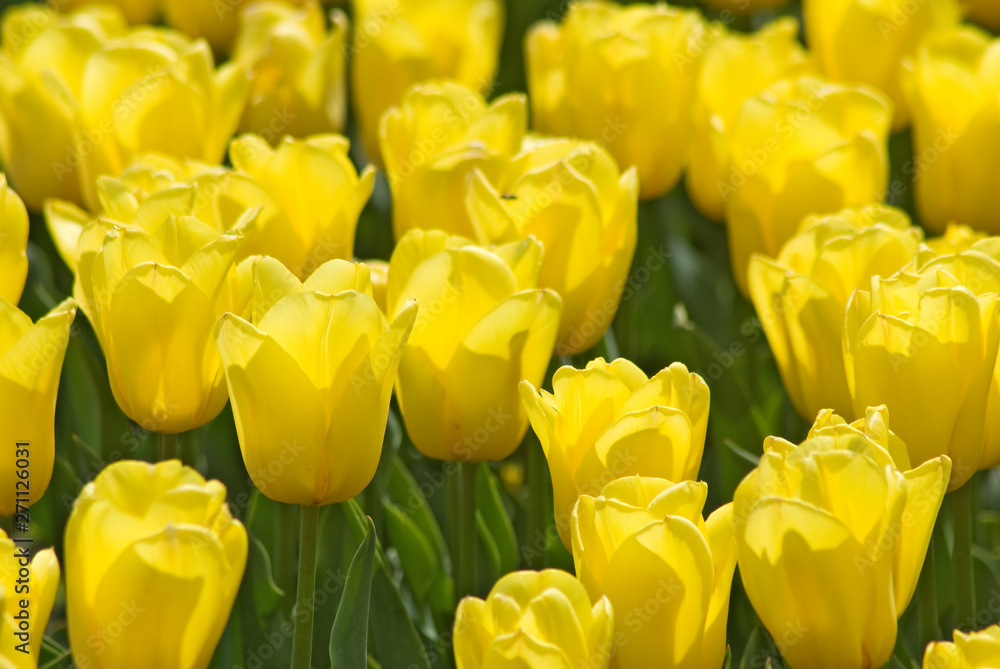 image of beautiful flowers image of beautiful flowers