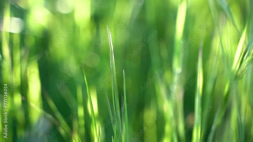 Green wide open field full of nature herbs. Slow motion leafs moving back and forward with the wind. We have the obligation of take care of our only planet earth and respect the nature.