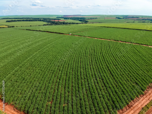 Green sugar cane field on Sao Paulo state, Brazil
