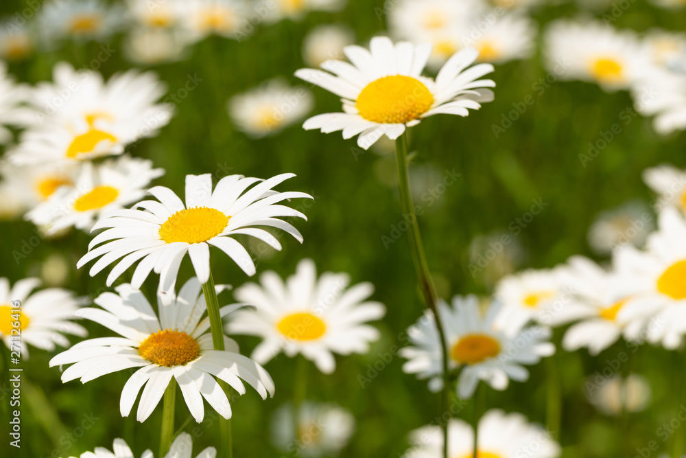 Fototapeta premium flower meadow full of blooming daisies, landscape