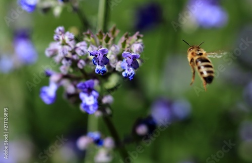 Biene im Anflug auf die Lavendelblüte