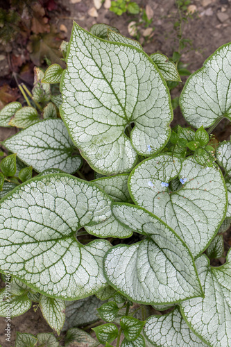 Heartleaf brunnera, Siberian bugloss ( Brunnera macrophylla 'Jack Frost ') in garden