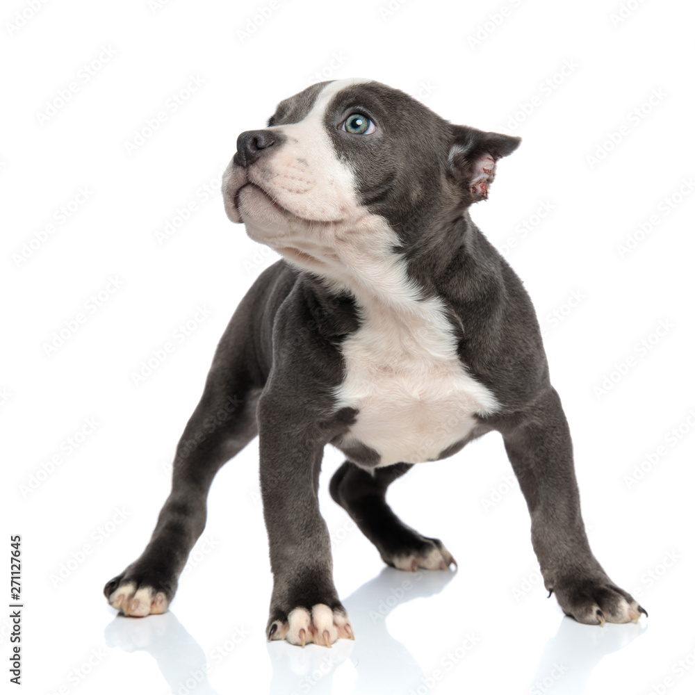 Brave American Bully looking to the side and posing
