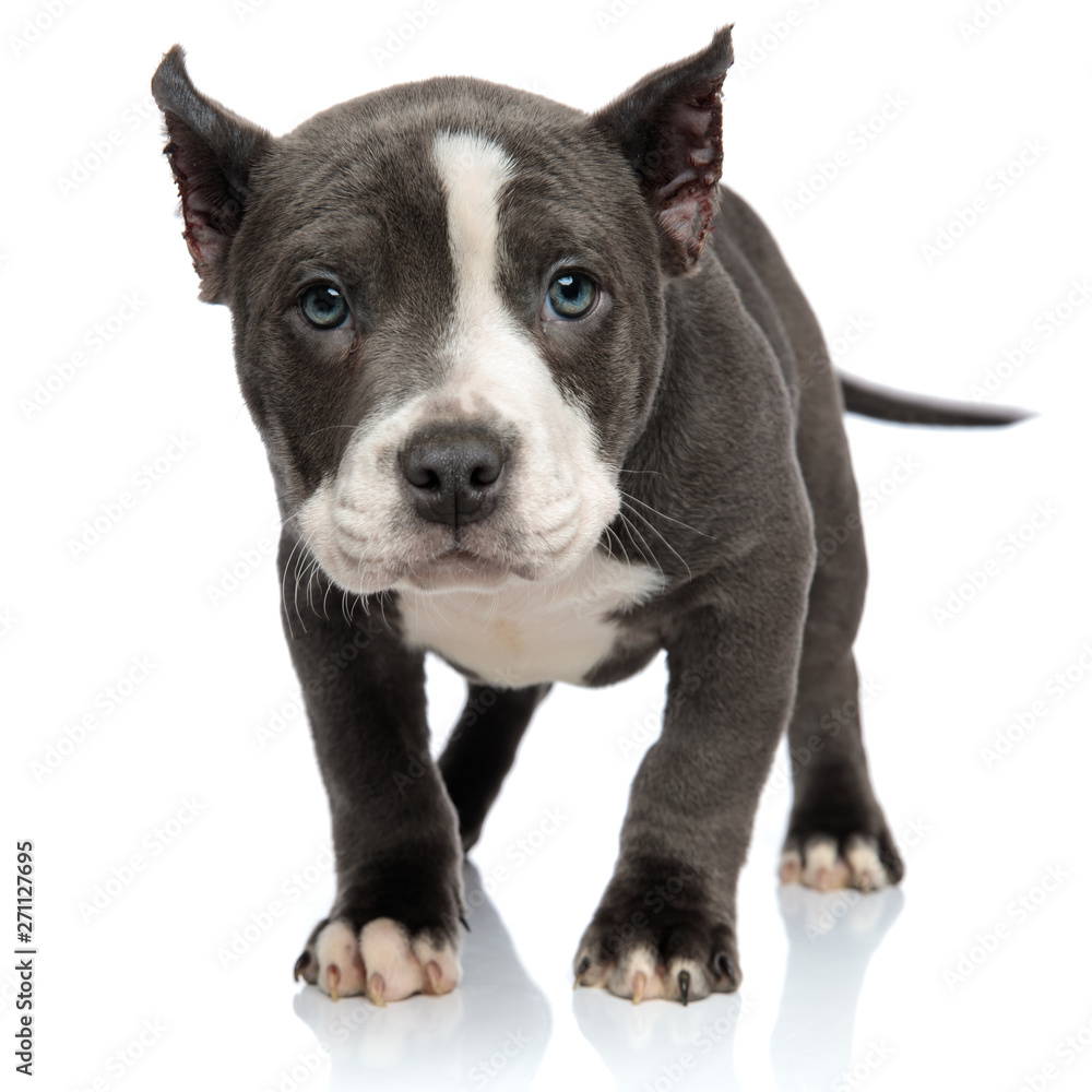 Adorable American Bully looking to the camera