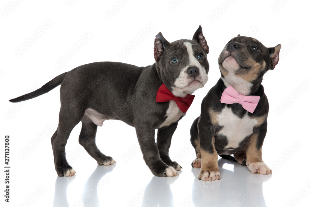 Eager American Bully puppies curiously looking