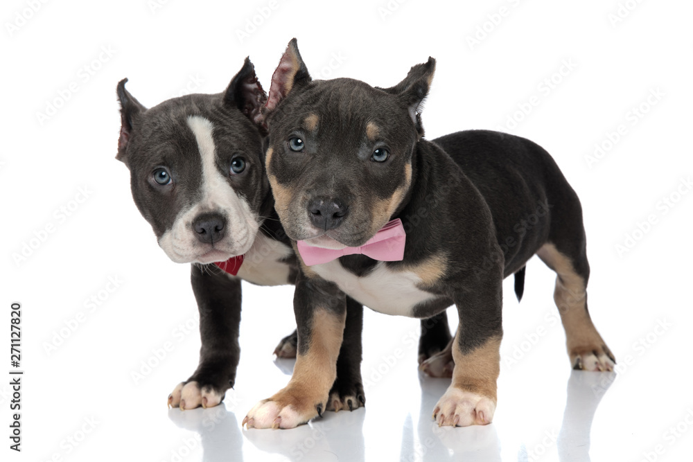 Obraz premium Scared American Bully puppy being protected by his friend