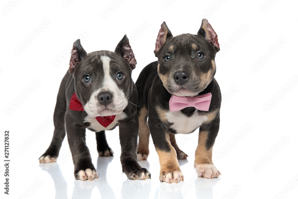 American Bully puppies standing and looking upwards