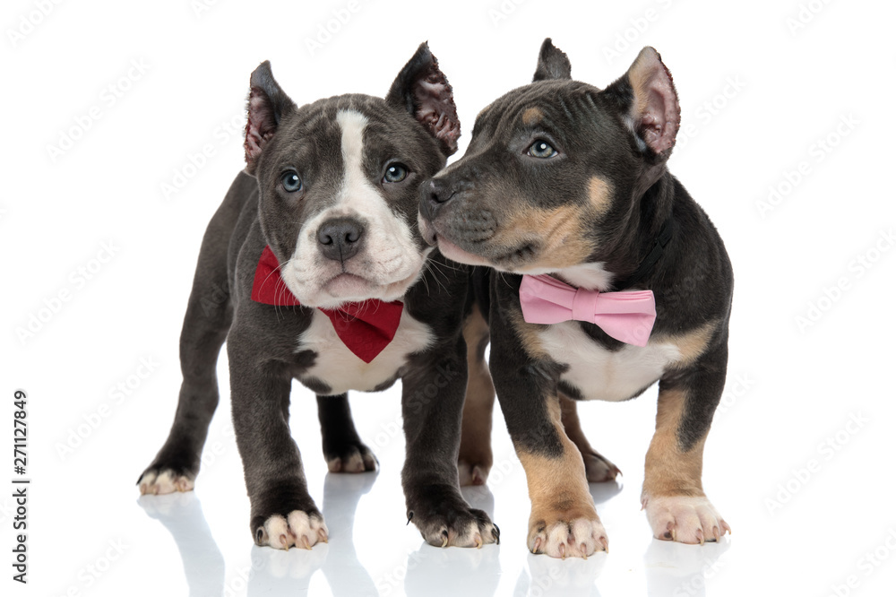 Adorable American Bully puppies looking around