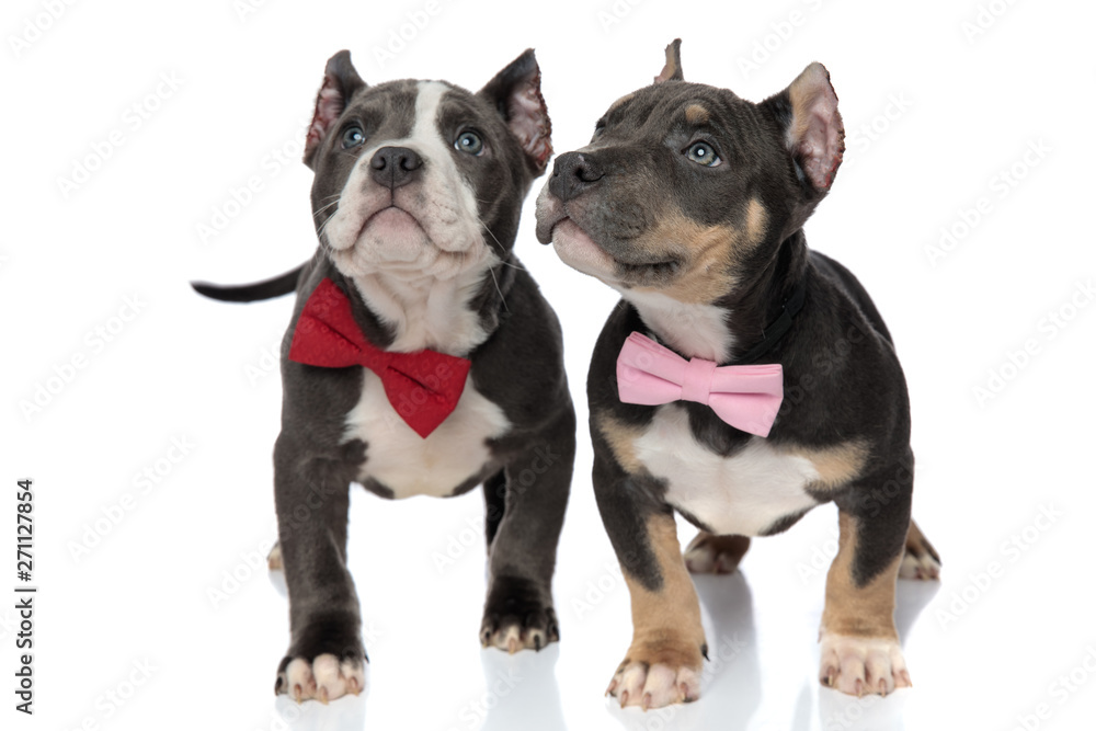 Mystified American Bully puppies curiously looking around