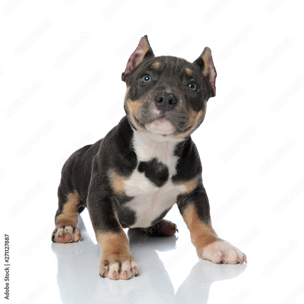 Playful American Bully puppy looking upwards